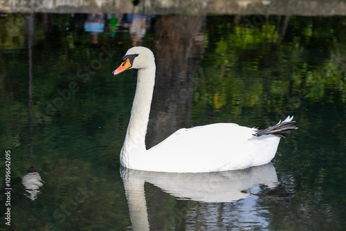 A white swan on the lake. A sibilant swan (Cygnus olor) gliding across the lake in the evening. photo