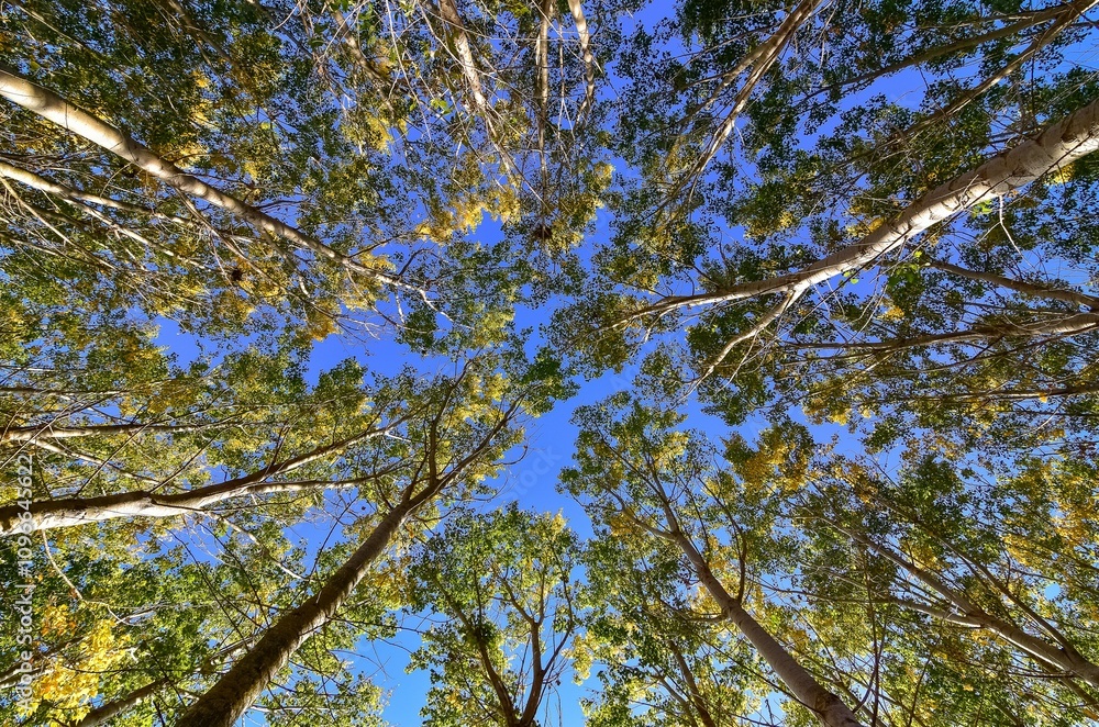 Obraz premium rural areas and landscapes. Autumn season and photos of trees and forests with yellowed leaves.