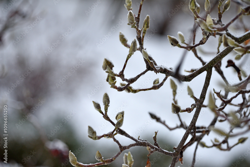 magnolia buds in ice. magnolia branch in early spring, close-up. Magnolia buds after the first snow. isolated on natural blurred background. beauty of nature. autumn park. cold season magnolia buds in ice. magnolia branch in early spring, close-up. Magnolia buds after the first snow. isolated on natural blurred background. beauty of nature. autumn park. cold season