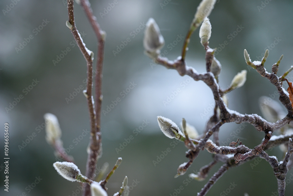 magnolia buds in ice. magnolia branch in early spring, close-up. Magnolia buds after the first snow. isolated on natural blurred background. beauty of nature. autumn park. cold season. space for text magnolia buds in ice. magnolia branch in early spring, close-up. Magnolia buds after the first snow. isolated on natural blurred background. beauty of nature. autumn park. cold season. space for text