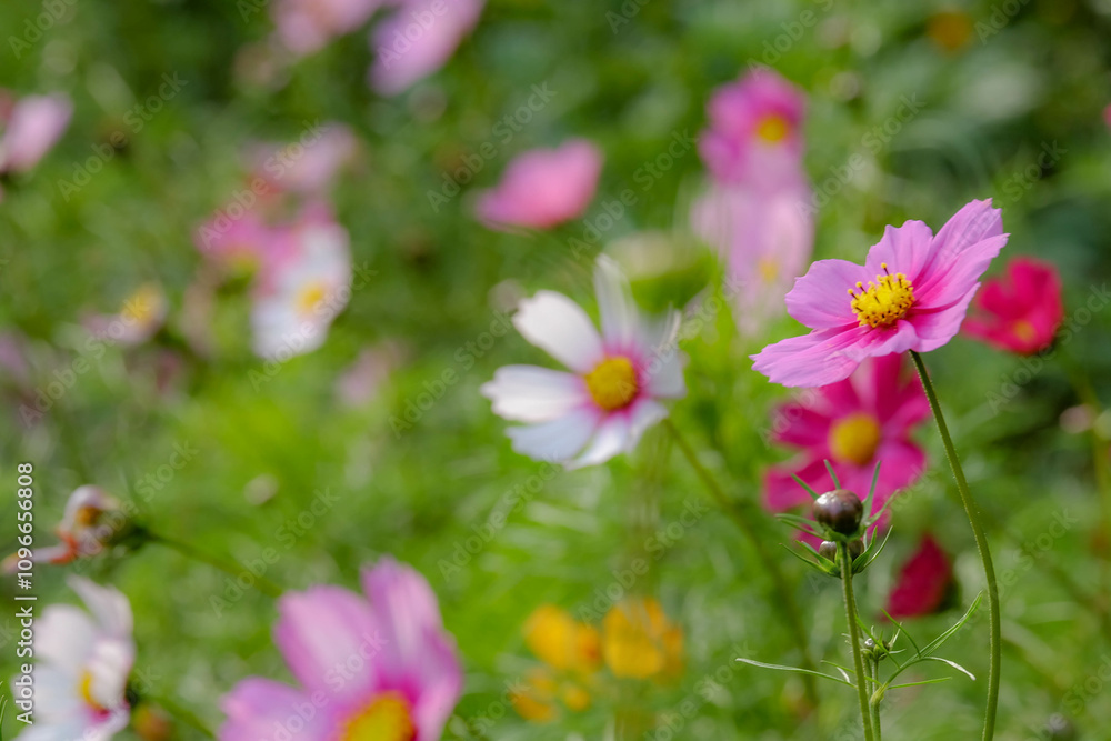 Colourful Cosmos flowers are blooming in the field Colourful Cosmos flowers are blooming in the field