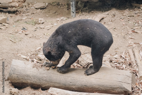 A black sun bear or Helarctos malayanus playing alone in the zoo. photo