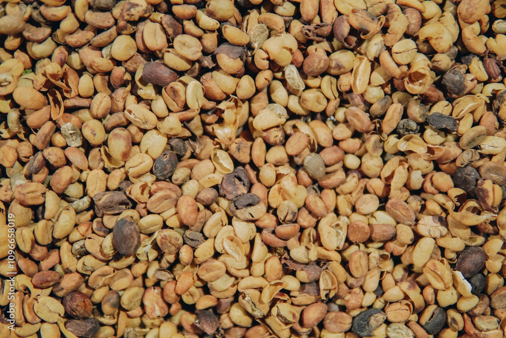 A pile of Indonesian Kopi Luwak or Civet Coffee. A pile of Indonesian Kopi Luwak or Civet Coffee.