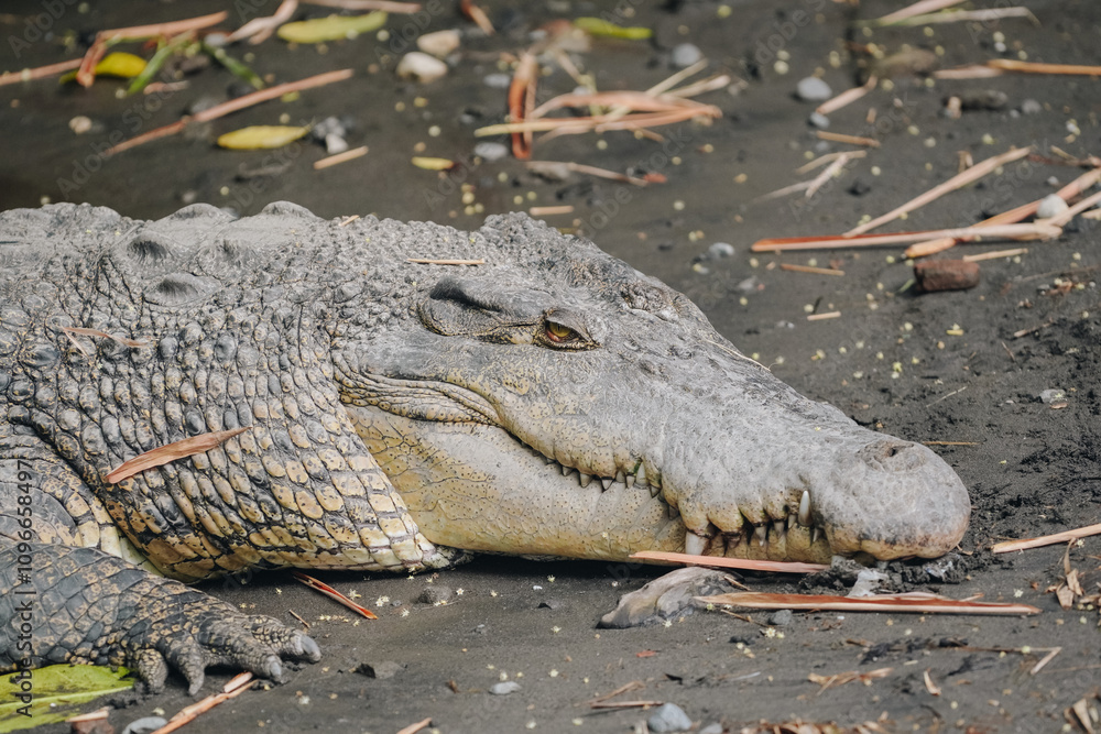 Obraz premium A crocodile is laying on the ground, appeared to be relaxed.