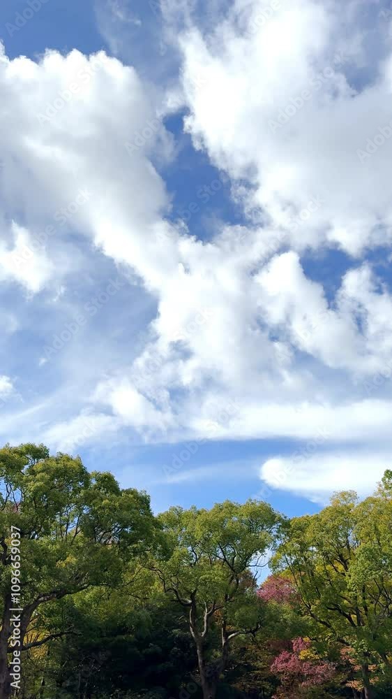 Forest and clouds in a windy day Forest and clouds in a windy day