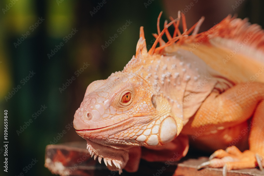 Fototapeta premium Red iguana is laying down on a wooden surface under sunlight, enjoying sunbath.