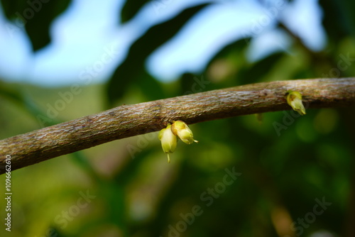 The small flowers of the abiu are attached to the brown branches of the abiu tree. photo