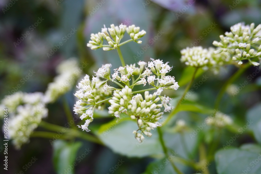 A weed with small white flowers that grow in clusters in the forest. A weed with small white flowers that grow in clusters in the forest.