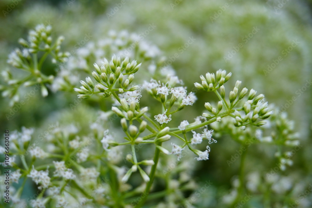 A weed with small white flowers that grow in clusters in the forest. A weed with small white flowers that grow in clusters in the forest.