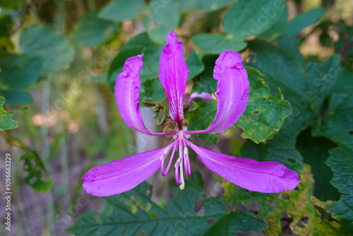 Pink Bauhinia flowering tree blooming in Israel, Closeup of Purple Orchid Tree flowers. Purple Bauhinia purpurea or Bauhinia blakeana. photo