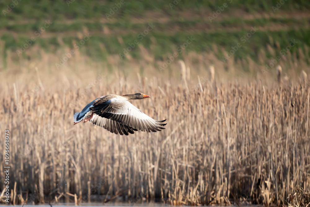 Fototapeta premium Gęgawa, gęś gęgawa (Anser anser)