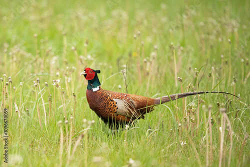 Bażant (Phasianus colchicus) 