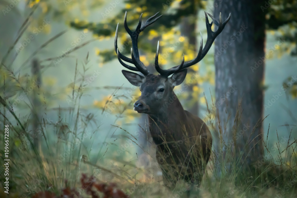 Naklejka premium Jeleń szlachetny (Cervus elaphus) 