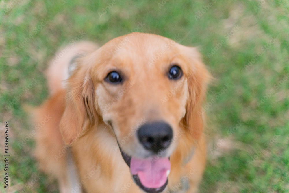 a joyful Golden Retriever strolling through a lush green field, its golden fur shimmering under the sunlight. With a cheerful expression and wagging tail, the dog radiates happiness and energy a joyful Golden Retriever strolling through a lush green field, its golden fur shimmering under the sunlight. With a cheerful expression and wagging tail, the dog radiates happiness and energy