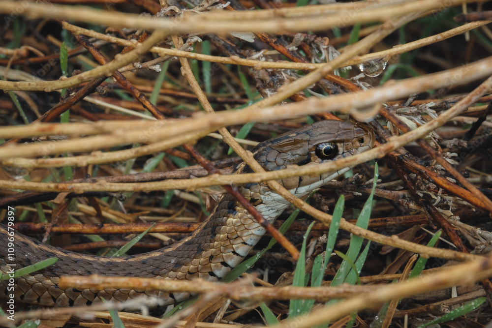 Fototapeta premium Grand Teton National Park garter snake chilling on a rock
