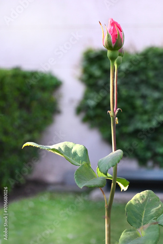 ROSA SILVESTRE BOTÓN DE ROSA ROSADA PADRO JARDÍN GARDEN photo