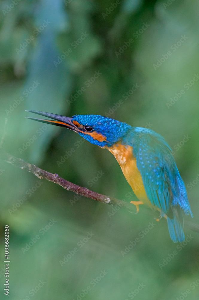 Fototapeta premium Kingfishers Moment 