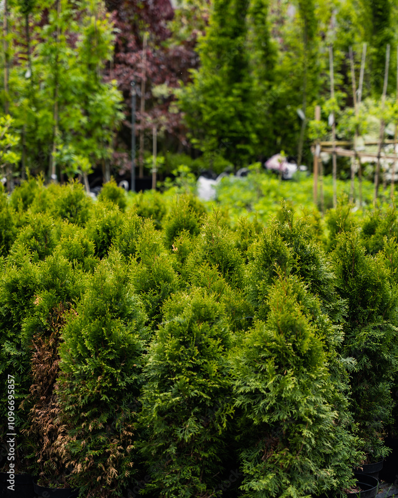 Rows of young evergreen trees in a nursery, surrounded by vibrant greenery and colorful plants in the background. Perfect for themes of gardening, landscaping, nature, and outdoor decor. Rows of young evergreen trees in a nursery, surrounded by vibrant greenery and colorful plants in the background. Perfect for themes of gardening, landscaping, nature, and outdoor decor.