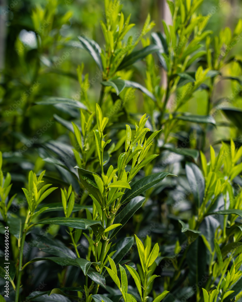 Close-up of fresh green laurel leaves in a garden, showcasing vibrant foliage and natural texture. Perfect for themes related to nature, gardening, landscaping, and plant care. Close-up of fresh green laurel leaves in a garden, showcasing vibrant foliage and natural texture. Perfect for themes related to nature, gardening, landscaping, and plant care.