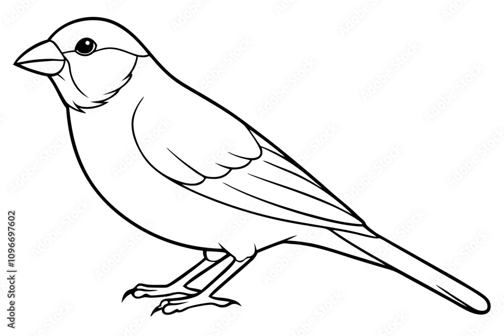 Fototapeta premium Bird, vector, animal, illustration