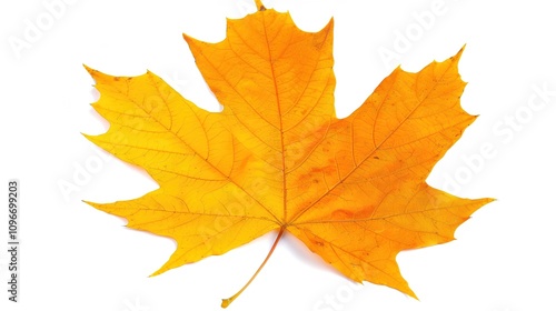 Wallpaper Mural Maple Leaf Autumn Isolated on White Background - A Captivating Symbol of the Season's Beauty. The Vibrant Maple Leaf, with Its Intricate Veins and Rich Autumn Colors, Standing Alone Against the Purity Torontodigital.ca