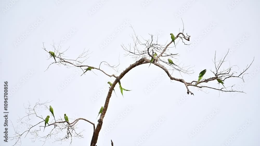 Parrots Parrots