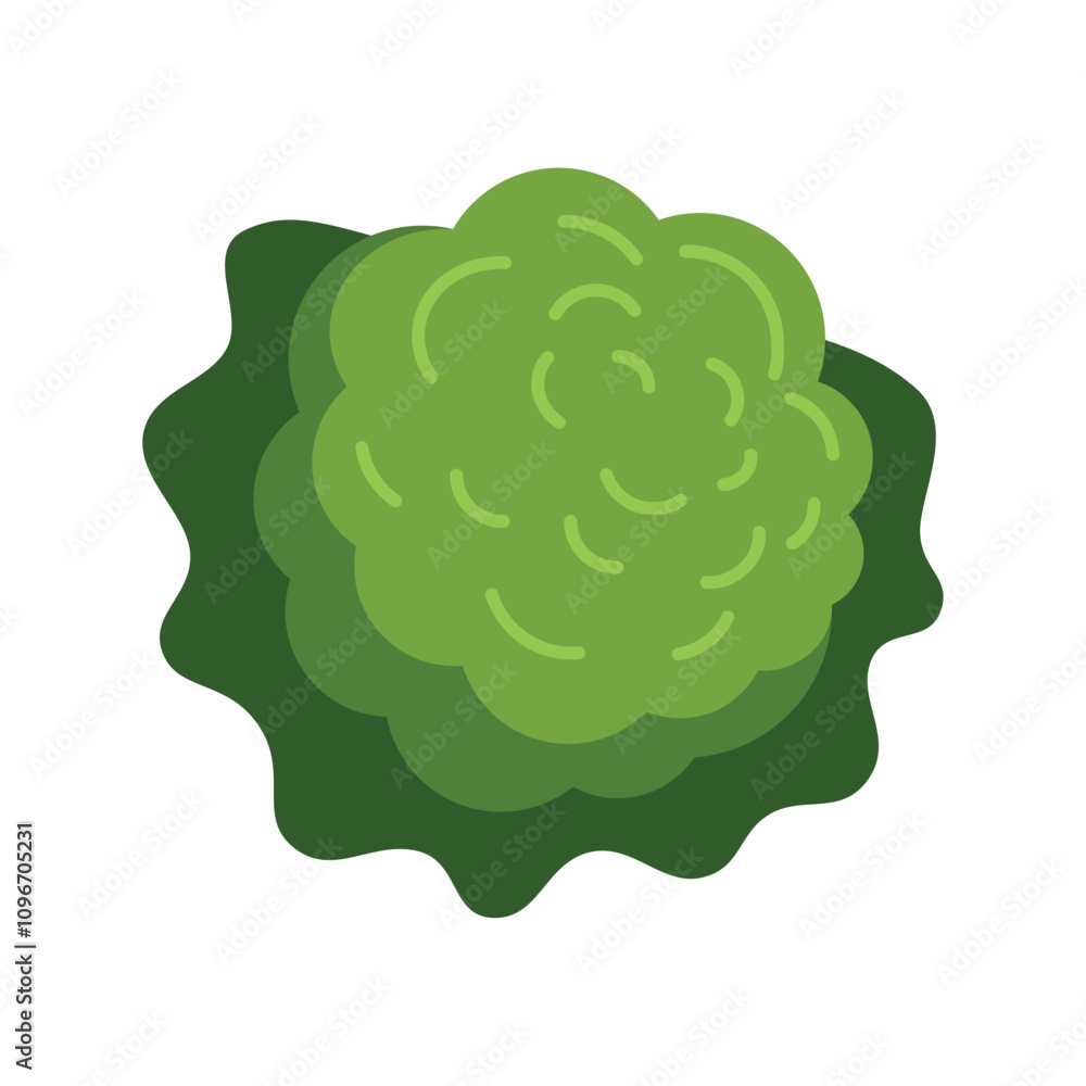 Green round bush is growing on a white background Green round bush is growing on a white background