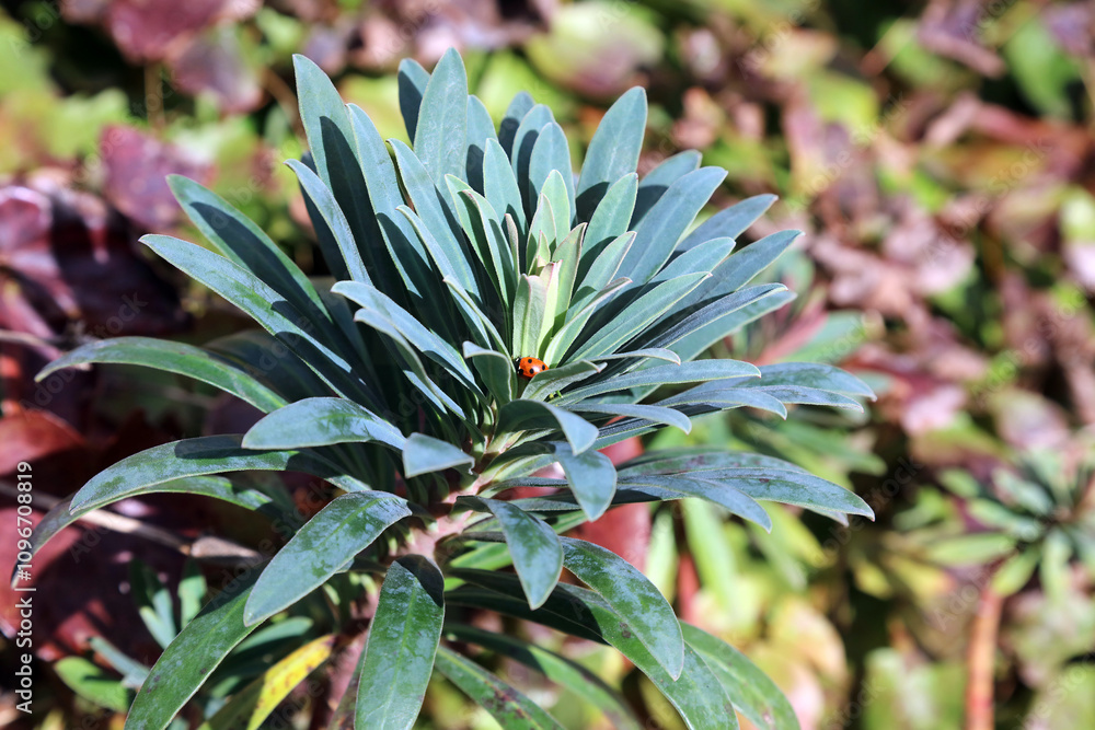 Close up of Mediterranean spurge leaves, Derbyshire England
Close up of Mediterranean spurge leaves, Derbyshire England