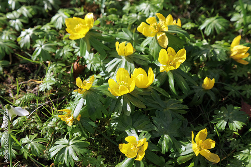 Obraz na plátne Close up of Winter aconite flowers, Derbyshire England