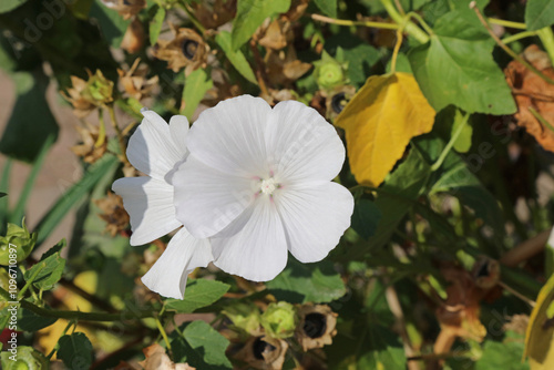 Macro image of white annual mallow flowers, Derbyshire England
 photo