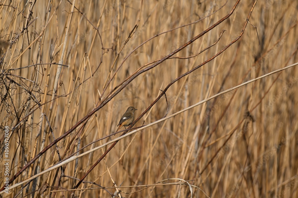 Fototapeta premium ジョウビタキ 尉鶲