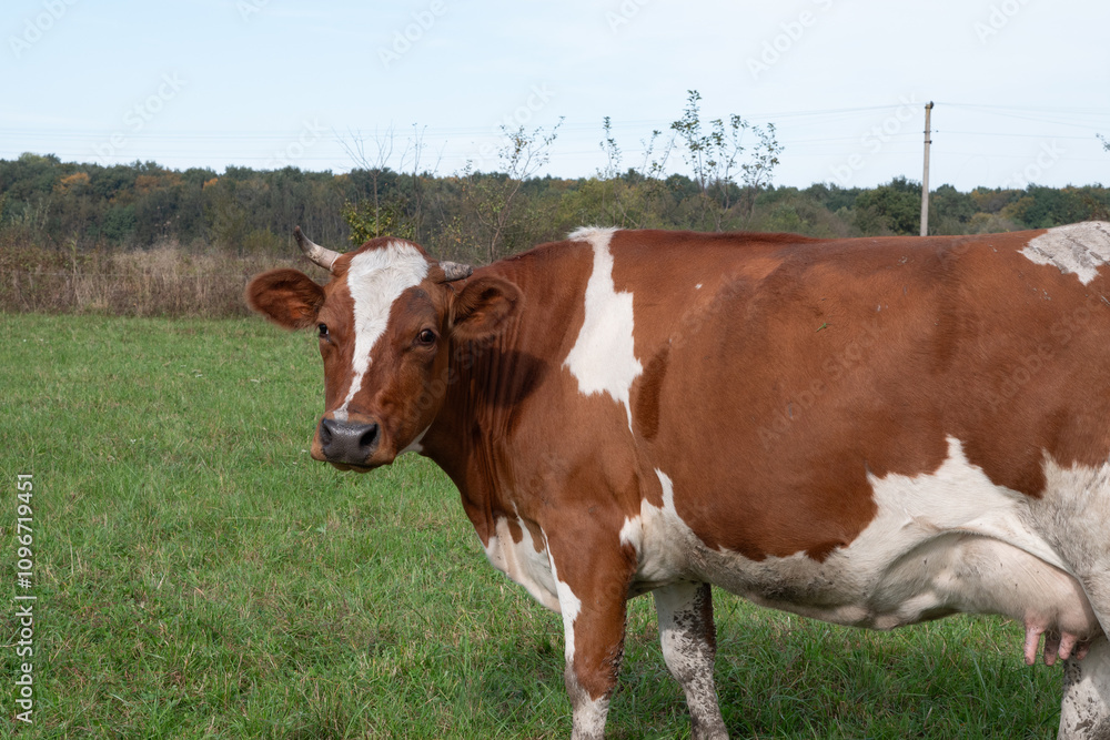 Cows graze on the pasture of the farm. Agriculture. Cattle breeding. Cows graze on the pasture of the farm. Agriculture. Cattle breeding.
