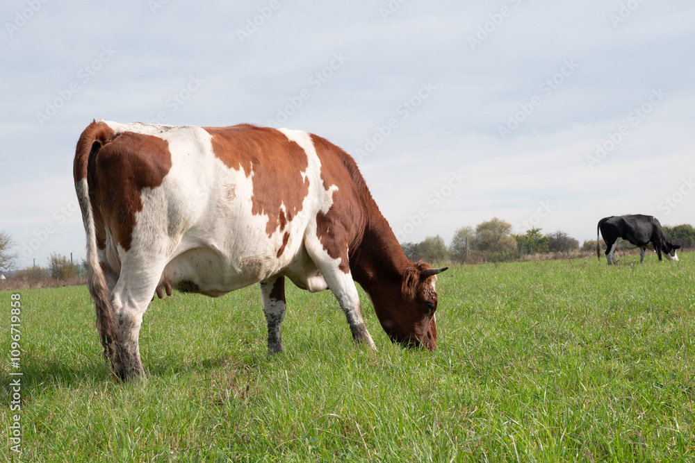 Cows graze on the pasture of the farm. Agriculture. Cattle breeding. Cows graze on the pasture of the farm. Agriculture. Cattle breeding.