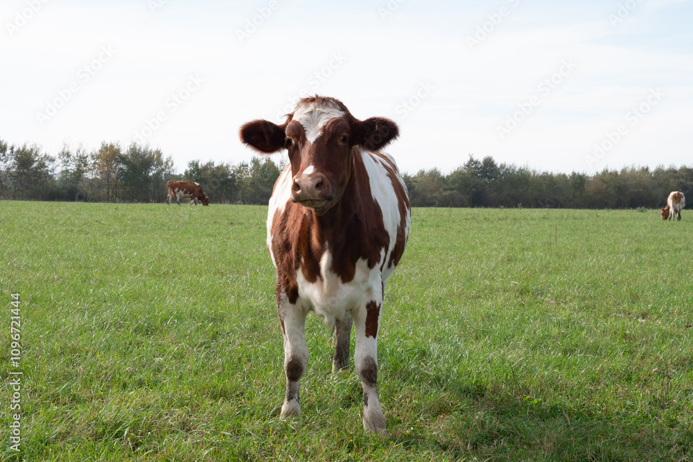Cows graze on the pasture of the farm. Agriculture. Cattle breeding. Cows graze on the pasture of the farm. Agriculture. Cattle breeding.