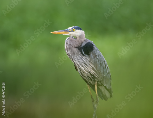 Great Blue Heron isolated against out of focus green background