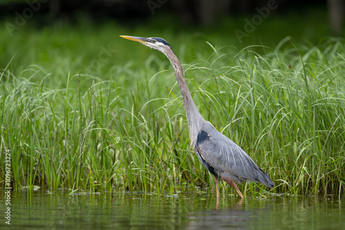 Schilderij op canvas Great Blue Heron hunting in shallow water