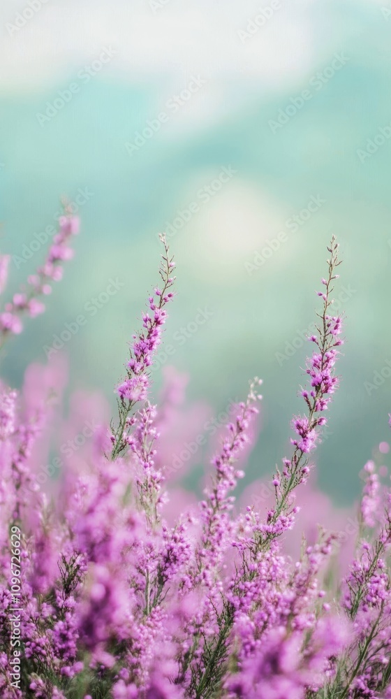 Naklejka premium close-up shot of heather flowers with green environment