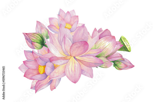 Pink lotuses, buds and flowers. Composition, Isolated on background. Watercolor illustration. Blank For design, decor and printing, typography and textiles