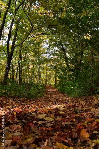 A trail in the fall, Québec, Canada