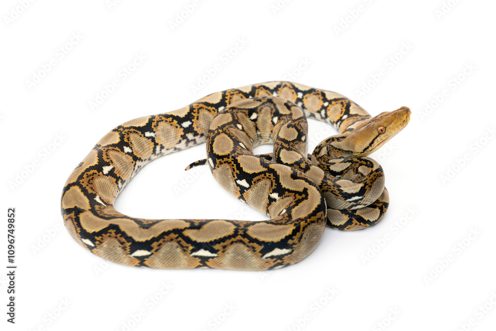 Small Snake Reticulated Python - Malayopython reticulatus coiled up and ready to attack isolated on white background. Small Snake Reticulated Python - Malayopython reticulatus coiled up and ready to attack isolated on white background.