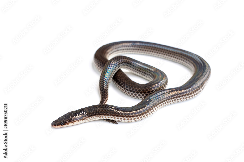 Sunbeam snake - Xenopeltis unicolor isolated on white background. It is a non-venomous and harmless snake and when the skin or scales are exposed to sunlight sparkle in rainbow. Sunbeam snake - Xenopeltis unicolor isolated on white background. It is a non-venomous and harmless snake and when the skin or scales are exposed to sunlight sparkle in rainbow.