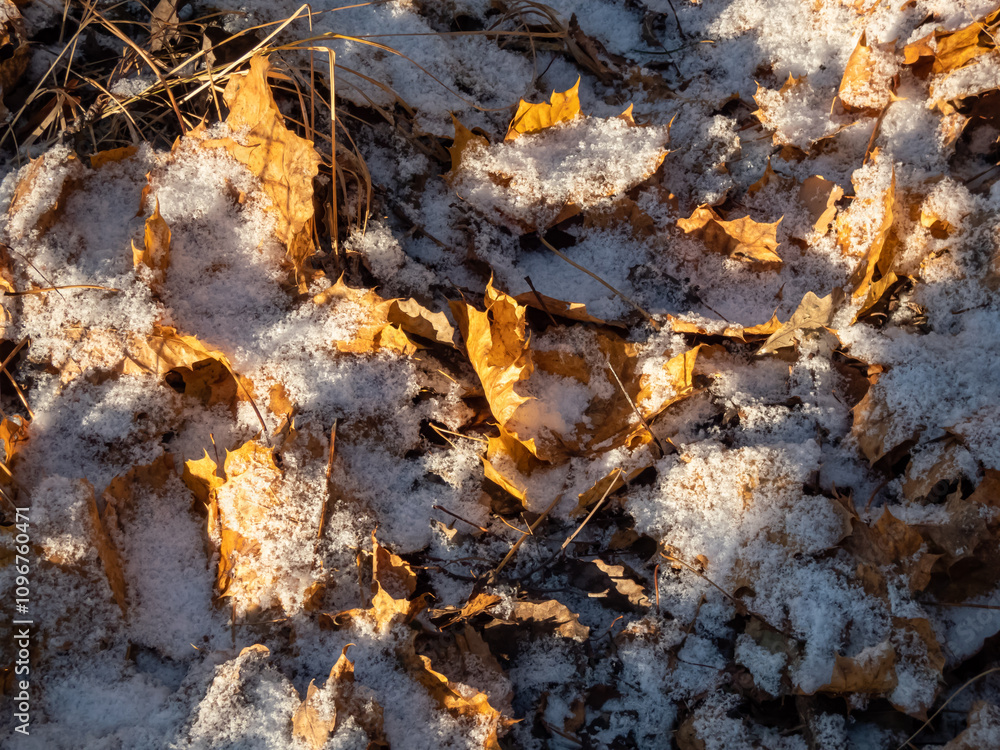 Close-up of dry fallen leaves covered by white snow in winter in sunlight Close-up of dry fallen leaves covered by white snow in winter in sunlight