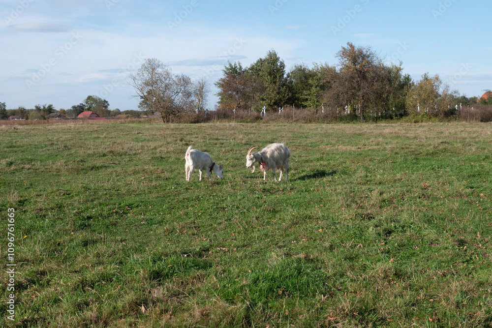 Goats graze on the meadow. Agriculture. Care of goats.