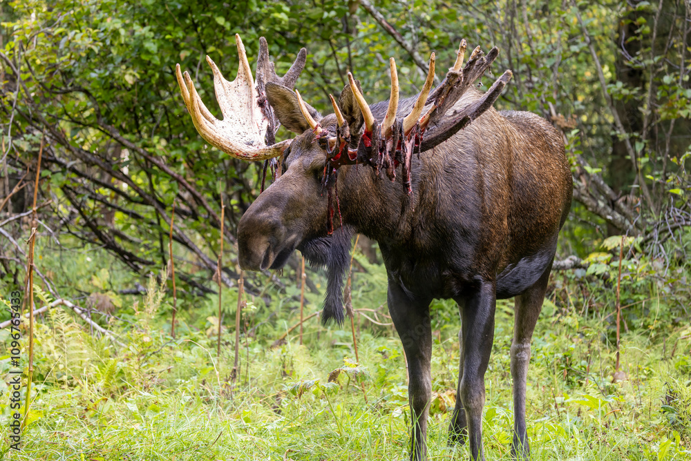 Bull Alaska Yukon Moose in Early Autumn in Alaska Bull Alaska Yukon Moose in Early Autumn in Alaska