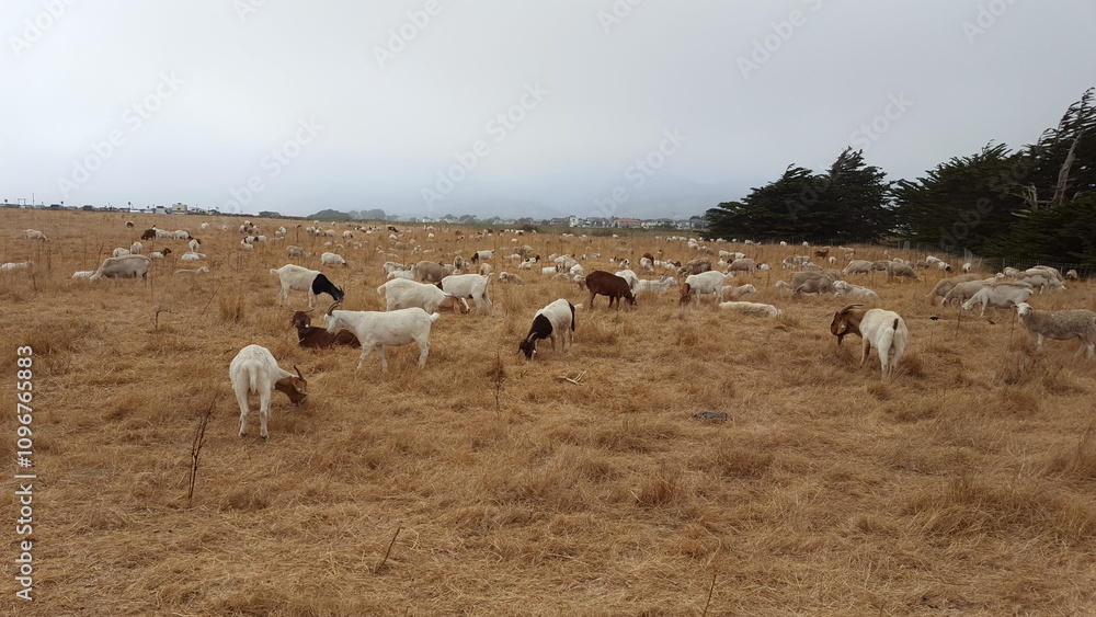 Obraz premium Grazing Goats in Field