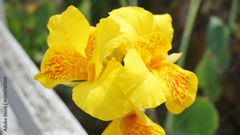 Yellow King Humbert (Canna Flower) in Full Bloom Yellow King Humbert (Canna Flower) in Full Bloom