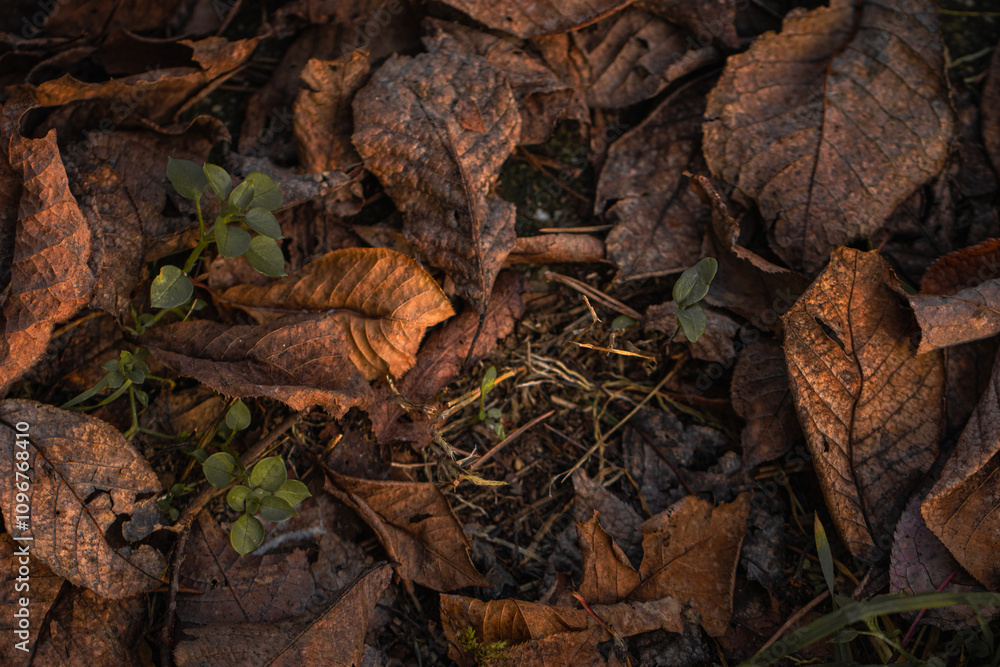 Seasonal tapestry of fallen leaves, woven with rich browns, reds, and yellows Seasonal tapestry of fallen leaves, woven with rich browns, reds, and yellows