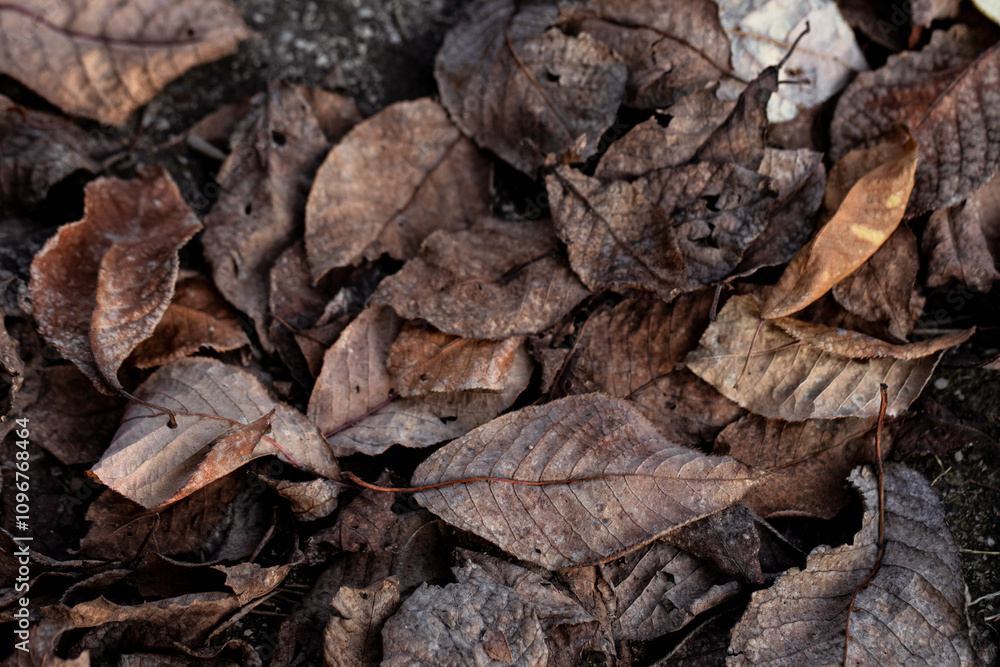 Detailed texture of dry leaves in natural settings, illustrating the beauty of decay in autumn Detailed texture of dry leaves in natural settings, illustrating the beauty of decay in autumn