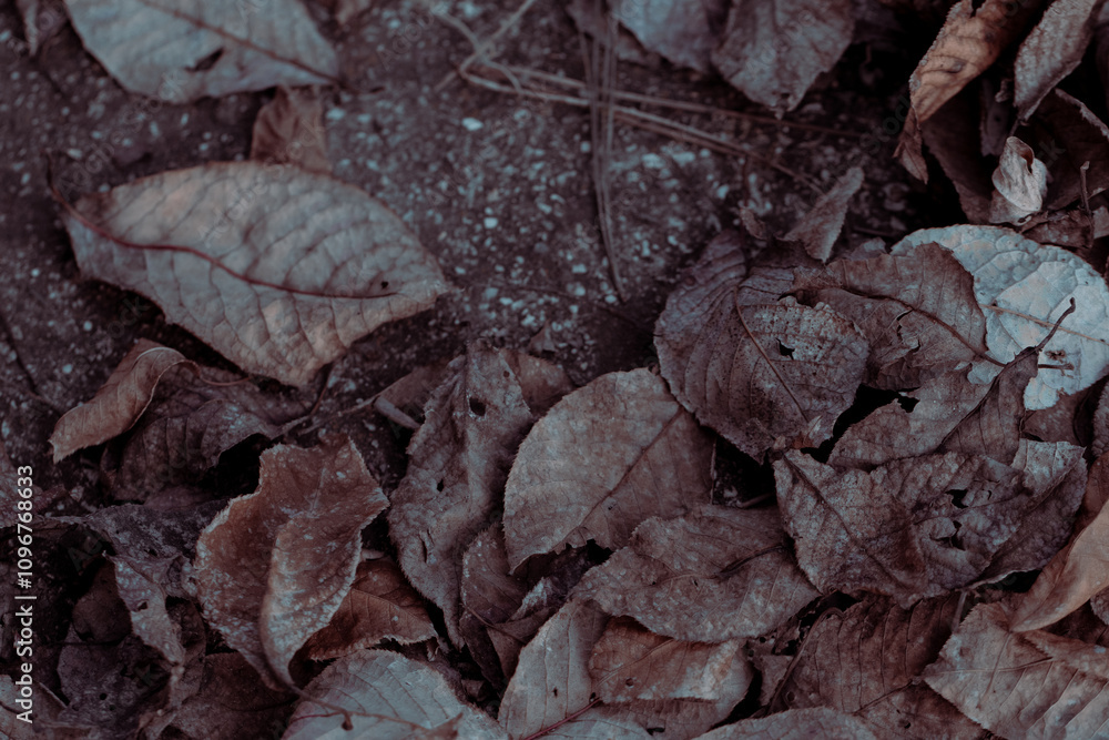 A close view of leaves in autumn, emphasizing intricate patterns and organic decay A close view of leaves in autumn, emphasizing intricate patterns and organic decay