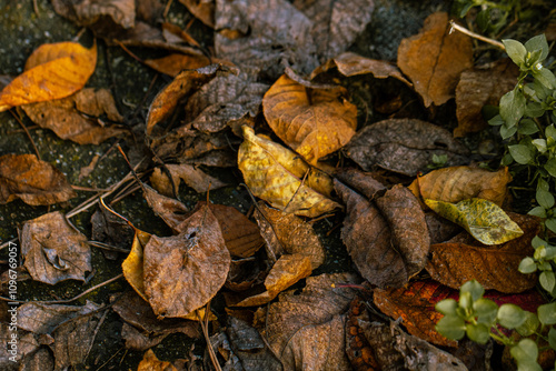 A mosaic of autumn leaves underfoot, featuring the fleeting beauty of fall